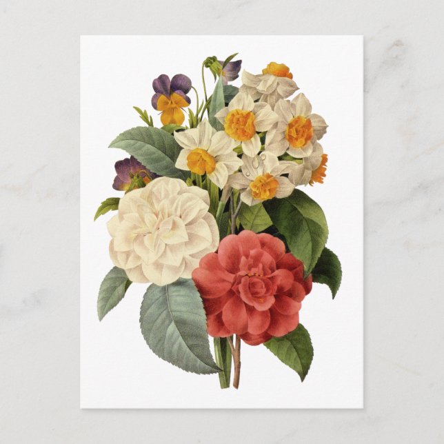 Vintage Blume, Kamelien und Narzissen, Redoute Postkarte (Vorderseite)