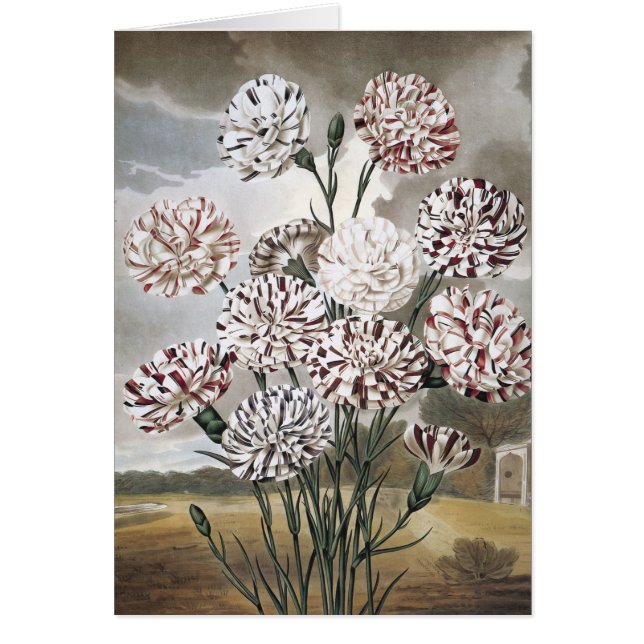 Vintage Blume mit variierter Narbenkarnation mit g (Vorne)