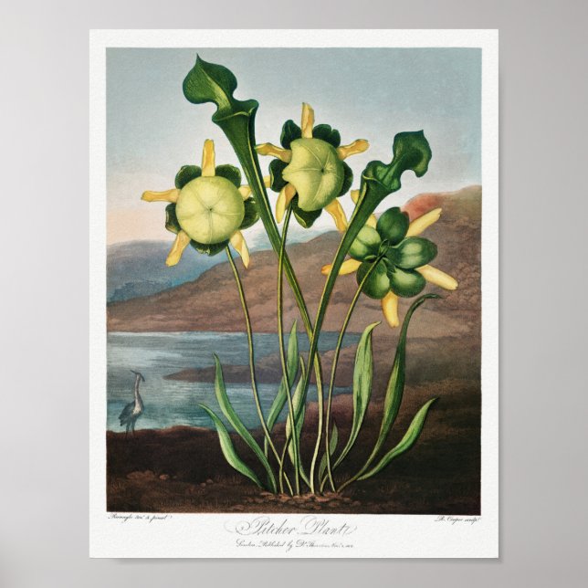 Vintage Blume Poster (Vorne)