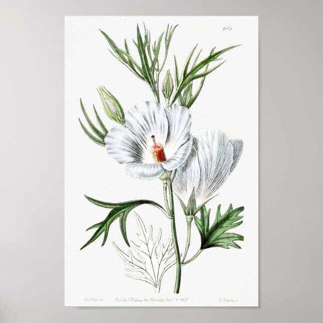 Vintage Blume Poster (Vorne)