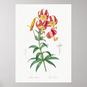 Vintage Blume Poster
