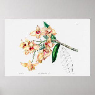 Vintage Blume Poster