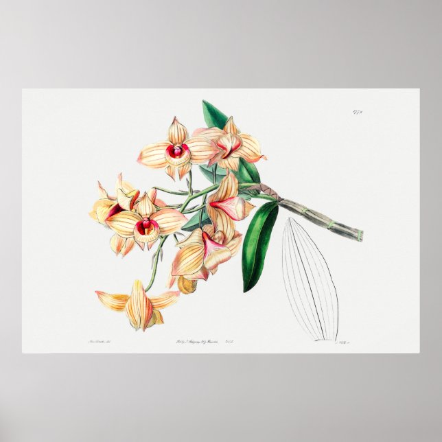 Vintage Blume Poster (Vorne)