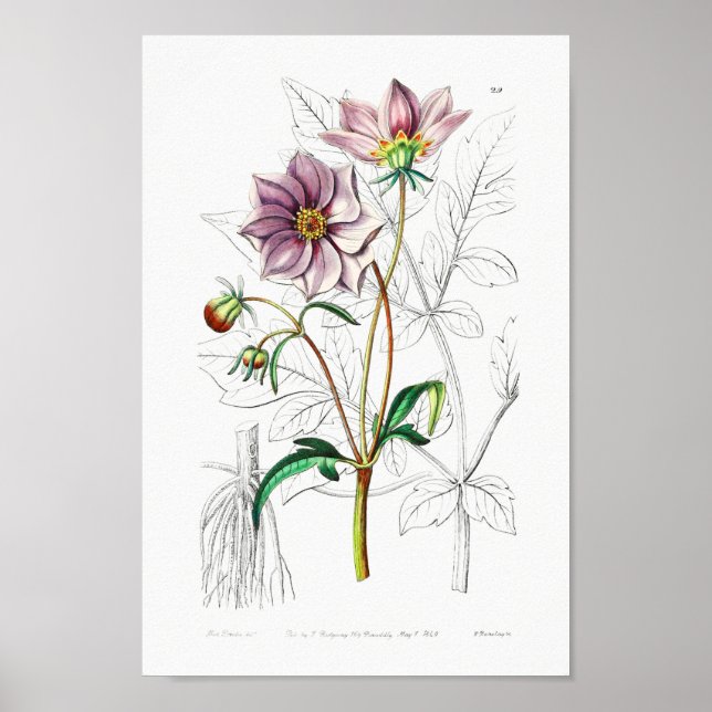Vintage Blume Poster (Vorne)