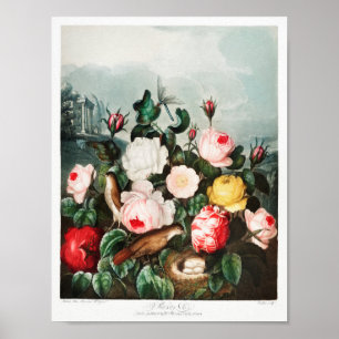Vintage Blume Poster