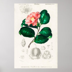 Vintage Blume Poster