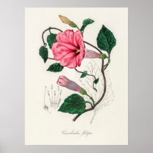 Vintage Blume Poster
