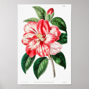 Vintage Blume Poster