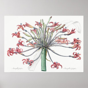 Vintage Blume Poster
