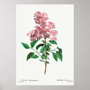 Vintage Blume Poster