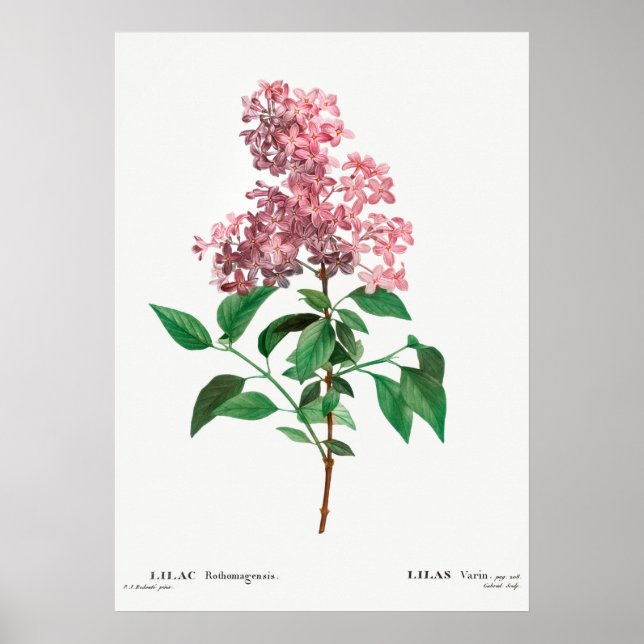 Vintage Blume Poster (Vorne)