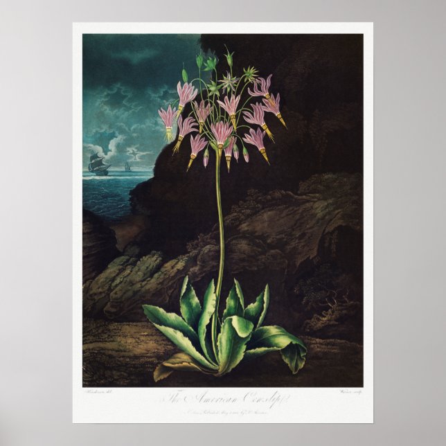 Vintage Blume Poster (Vorne)