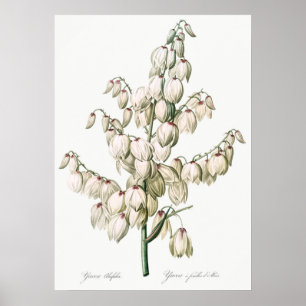 Vintage Blume Poster