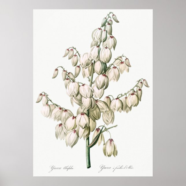 Vintage Blume Poster (Vorne)
