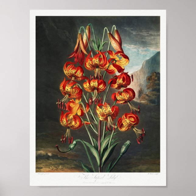 Vintage Blume Poster (Vorne)
