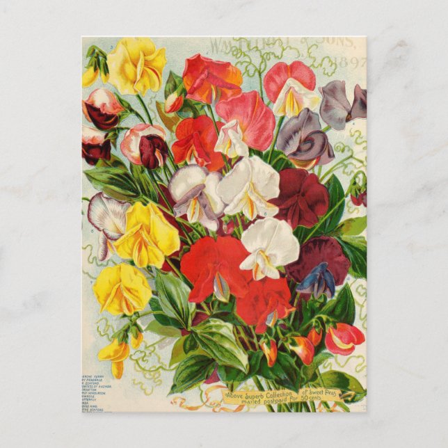 Vintage Blume Postkarte (Vorderseite)