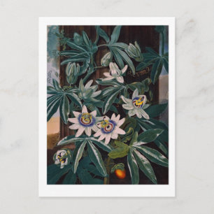 Vintage Blume Postkarte