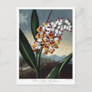 Vintage Blume Postkarte