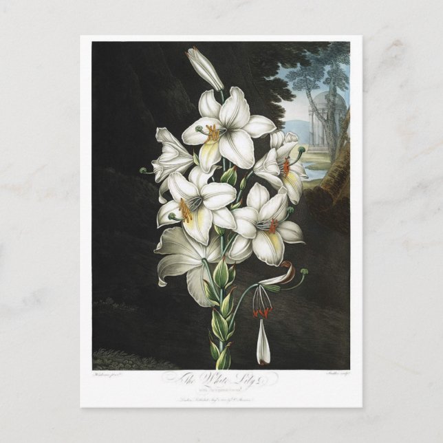 Vintage Blume Postkarte (Vorderseite)