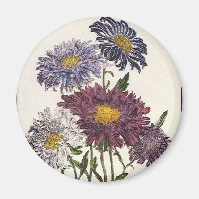 Vintage Blumen, antike Lila Aster-Blume Magnet (Vorne)