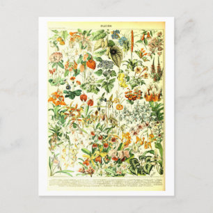 Vintage-Blumen Botanische Illustrations-Postkarte Postkarte