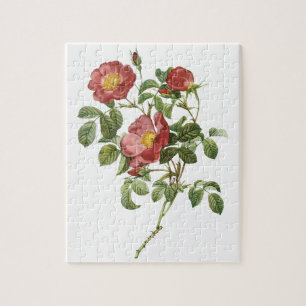 Vintage-Blumen Florale rote Liebesrose von Redoute