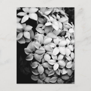 Vintage-Blumen- und Gartenfotografie Postkarte