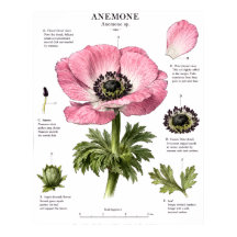 Vintage-Blumenanatomie-Kunst | Botanische Studie