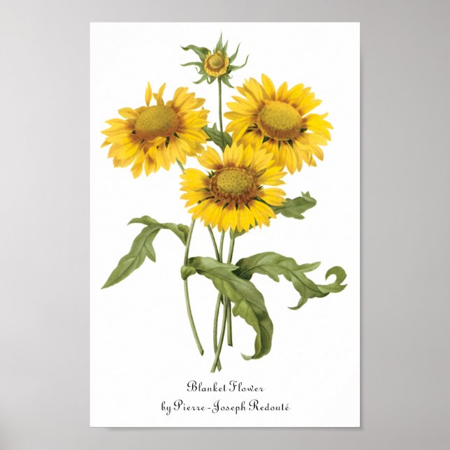 Vintage Blumenblanket Blume Sonnenblumen von Redou Poster (Vorne)