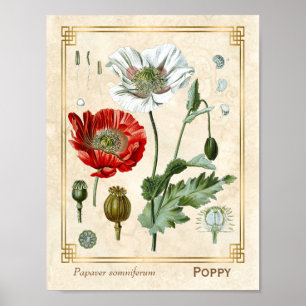Vintage Blumenillustration Roter Mohn Blume Kunst Poster
