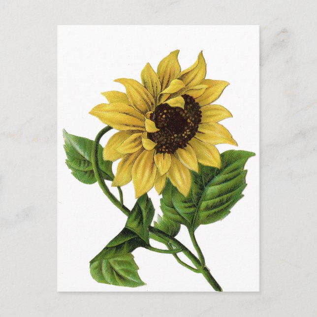 Vintage Blumensonnenblume Gelb & Grün Blume Postkarte (Vorderseite)