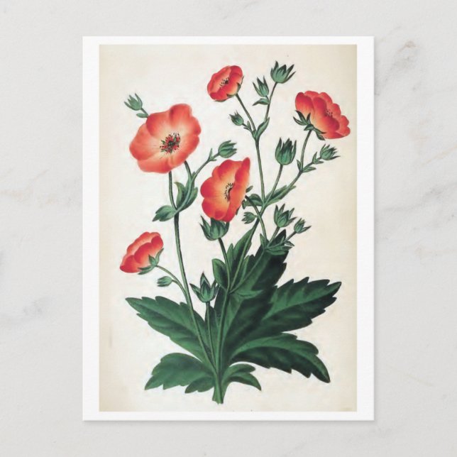 Vintage Blüte "Potentilla Hopwoodiana" Postkarte (Vorderseite)