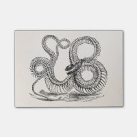 Vintage Boa-Schlangen-Skeleton personalisierte