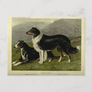 Vintage Border Collie Schäferhund Postkarte