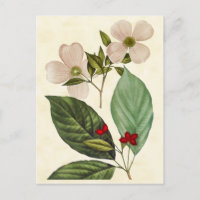 Vintage Botanical Dogwood Tree Abbildung