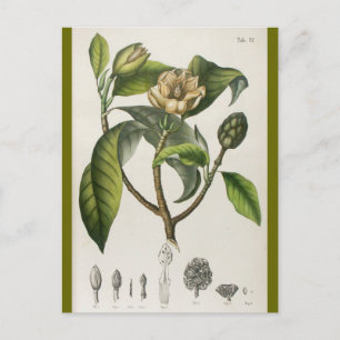 Vintage Botanical Flower Postkarte