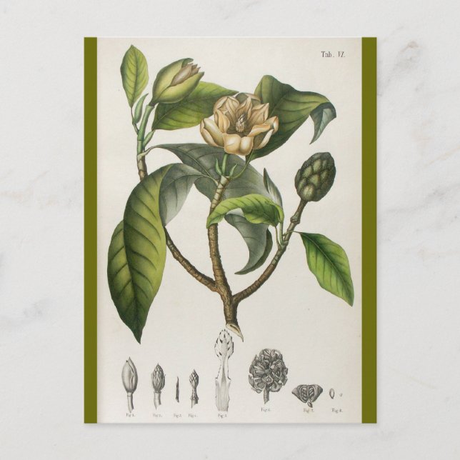 Vintage Botanical Flower Postkarte (Vorderseite)