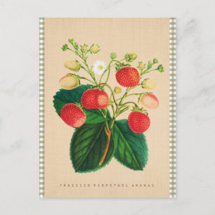 Vintage Botanical - Fraisier Perpetual Ananas Postkarte