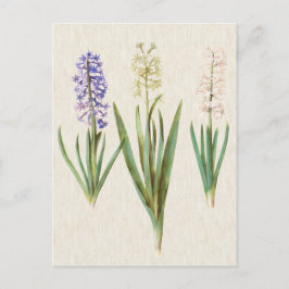 Vintage Botanical Hyacinths Postkarte