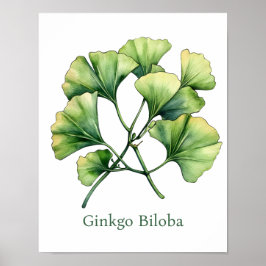 Vintage Botanical Illustration Ginkgo Poster