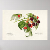 Vintage Botanical Illustration
