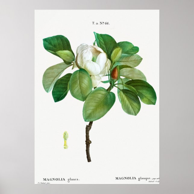 Vintage Botanical Illustration Poster (Vorne)