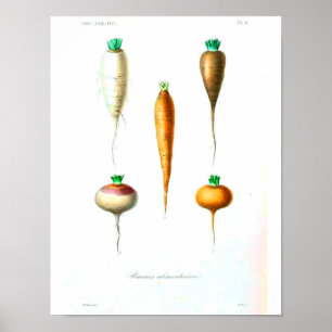 Vintage Botanical Poster - Carrots
