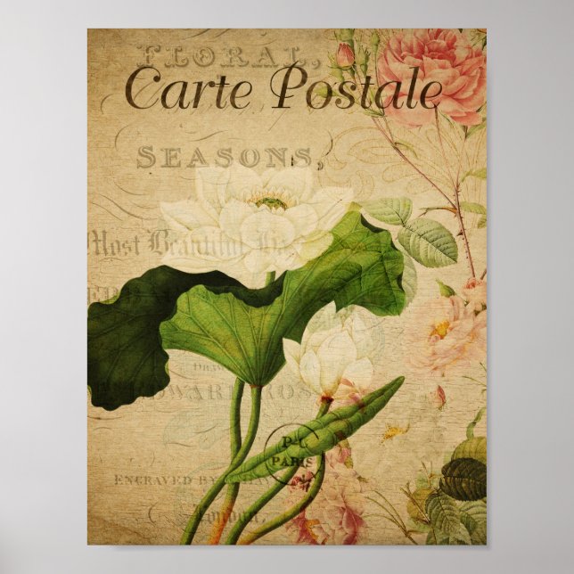 Vintage Botanical Poster - French Lotus (Vorne)