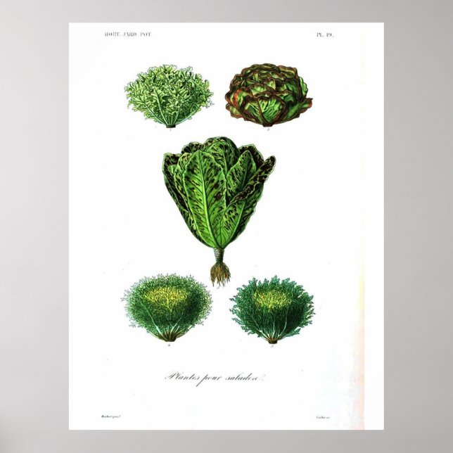 Vintage Botanical Poster - Lettuce (Vorne)