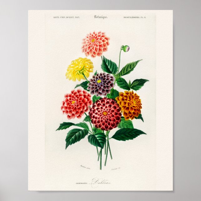 Vintage Botanical Red Dahlia Poster (Vorne)