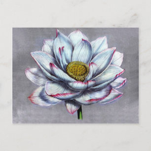 Vintage Botanicals Indische Lotusblume Postkarte