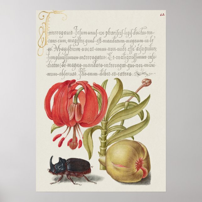 Vintage Botanik-Illustrationsposter Poster (Vorne)