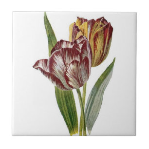 Vintage Botanik - Tulpen, Fliese