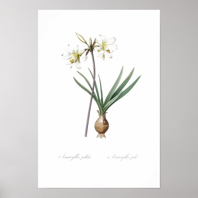 VINTAGE BOTANIQUE BELLADONNA LILY POSTER (Devant)